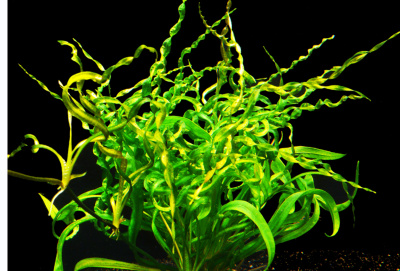 Эхинодорус Везувий (меристемное растение), ф60х40 мм